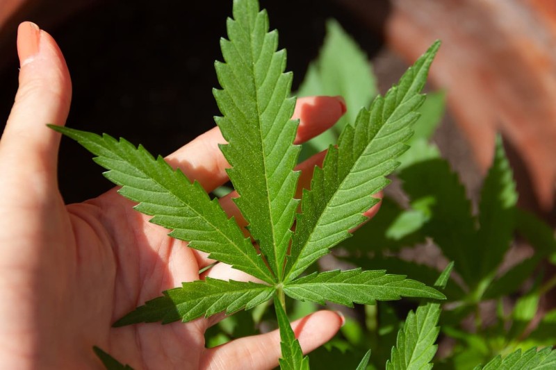 different-ways-to-consume-cbd-6450e8a853042.jpg